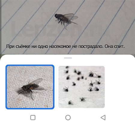 Определение насекомых через камеру